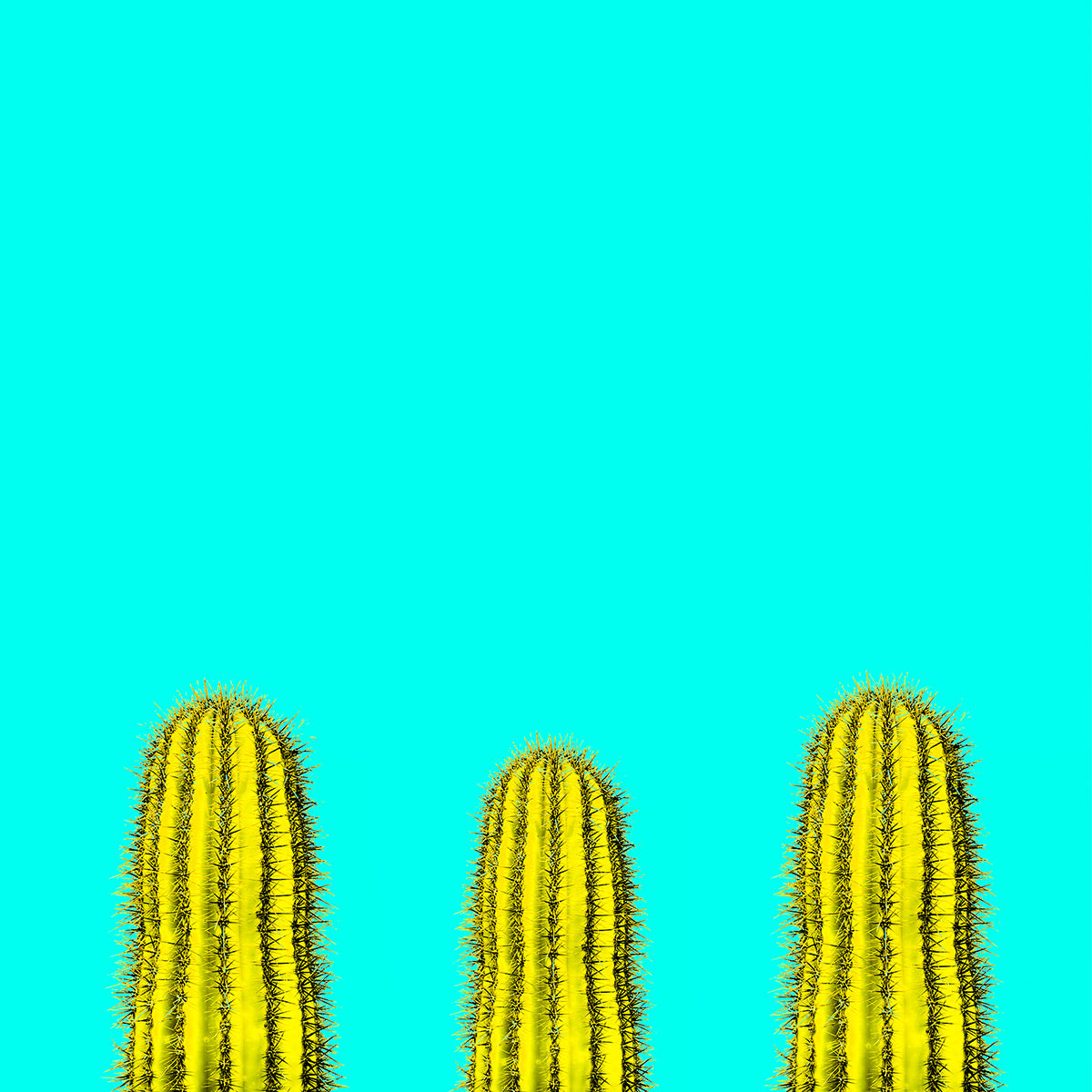 Aqua Pop Cactus