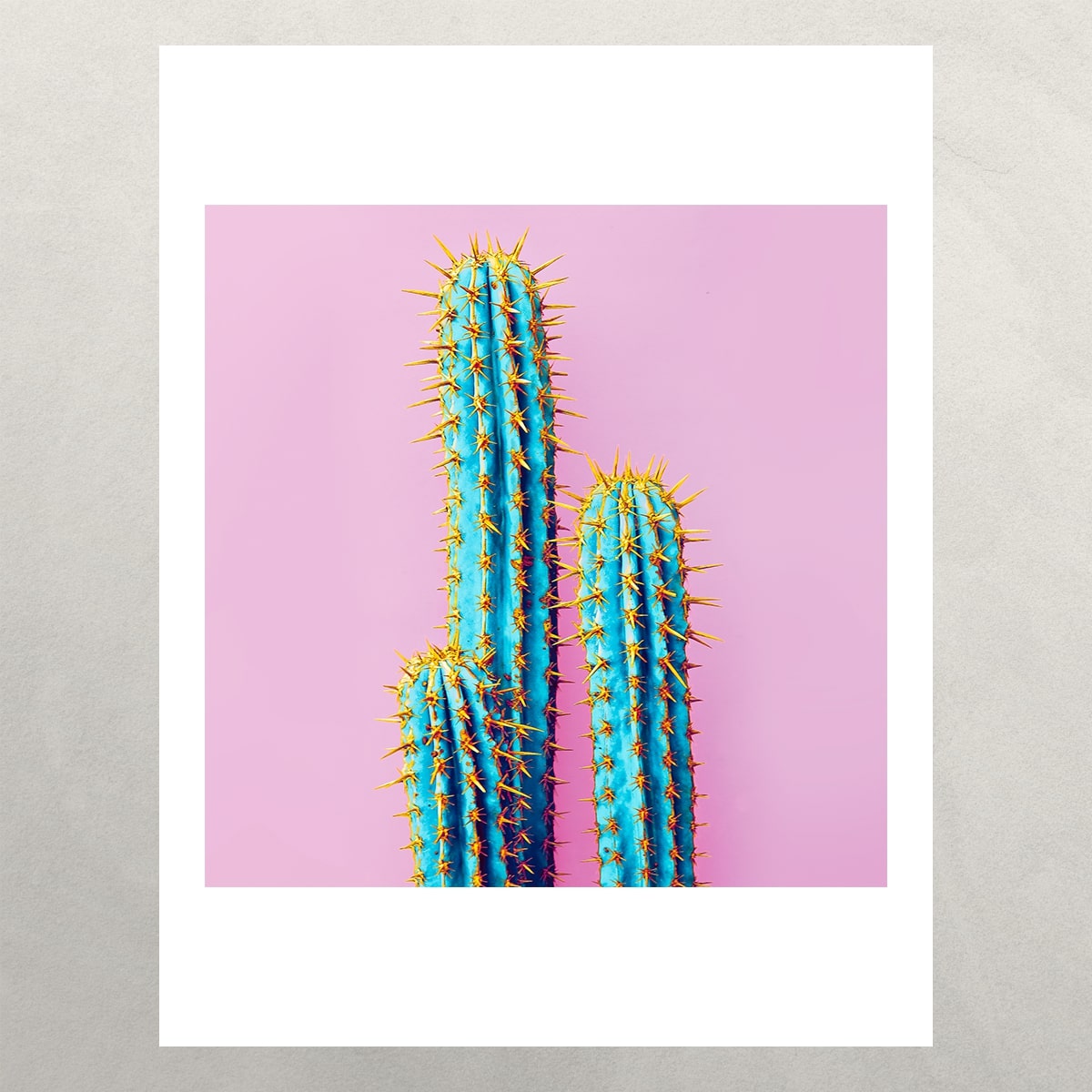 Blush Pop Cactus