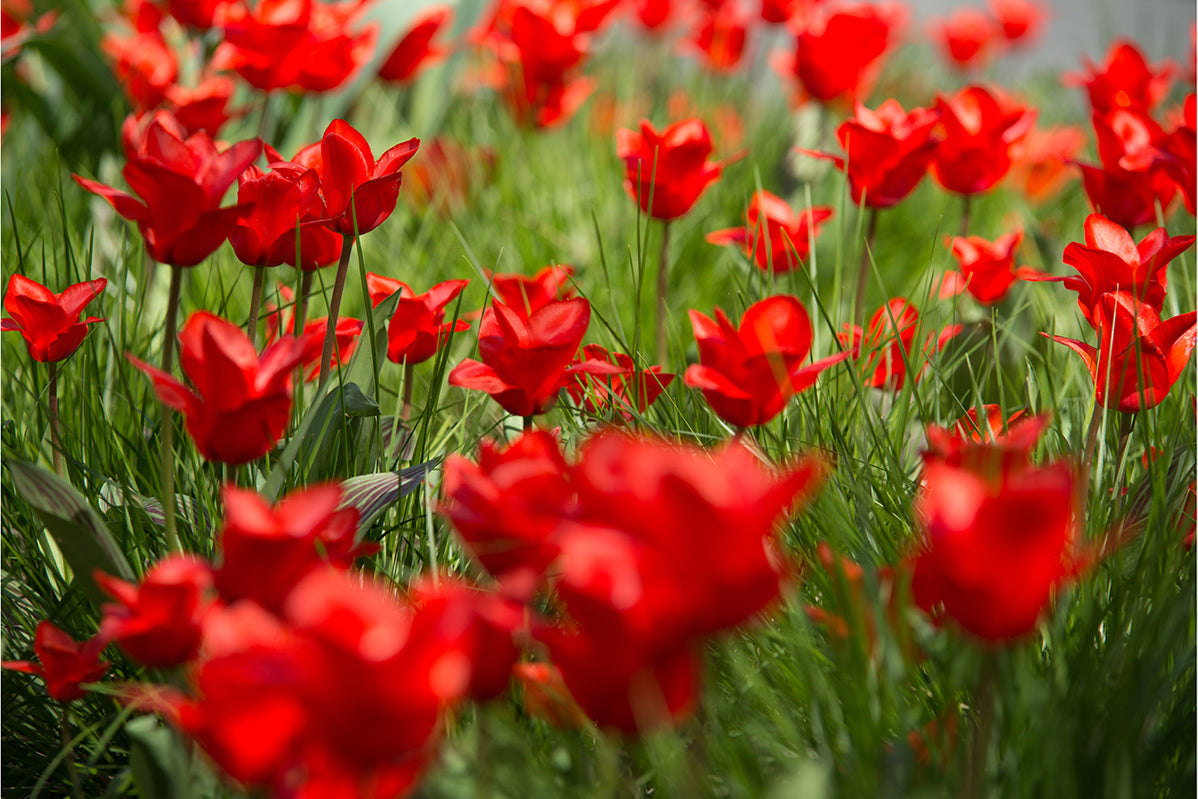 Red Tulips in the Park
